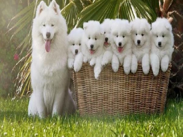 Ý nghĩa những giấc mơ thấy bầy chó con