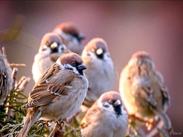 Mơ thấy chim sẻ có ý nghĩa gì
