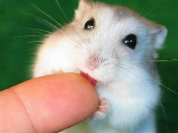 Ý nghĩa giấc mơ thấy chuột cắn tay