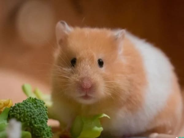 Mơ thấy chuột vàng có ý nghĩa gì