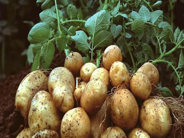 Mơ thấy củ khoai tây đánh con gì