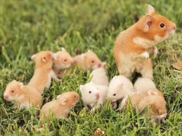 Nằm mơ thấy đàn chuột có ý nghĩa gì