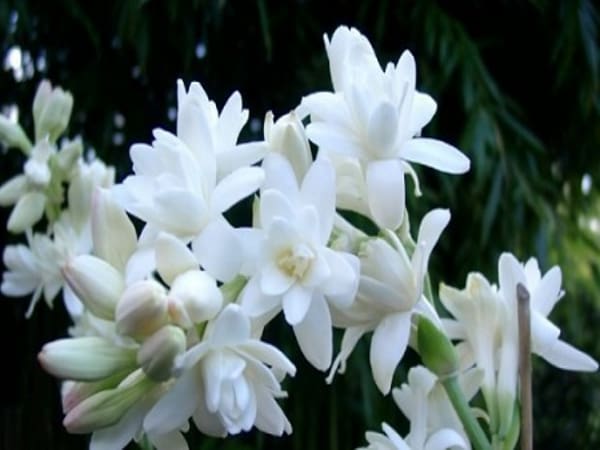 Nằm mộng thấy hoa huệ trắng
