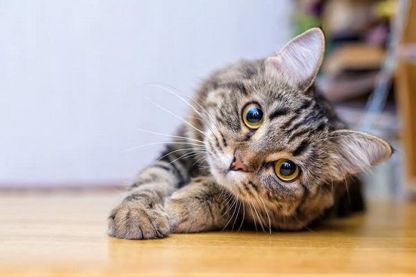 Mơ thấy mèo mướp có ý nghĩa gì
