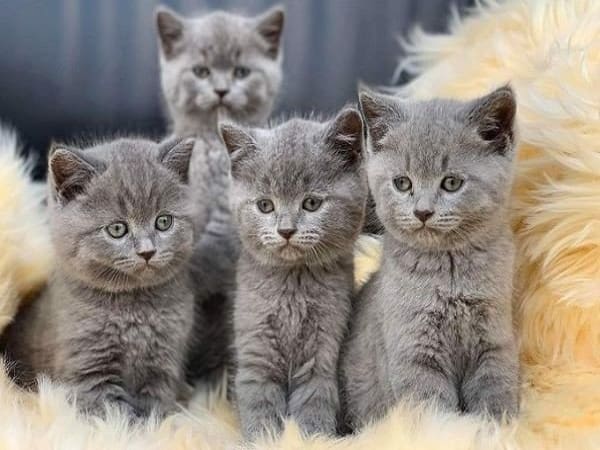 Nằm mơ thấy mèo xám đánh con số nào gặp may