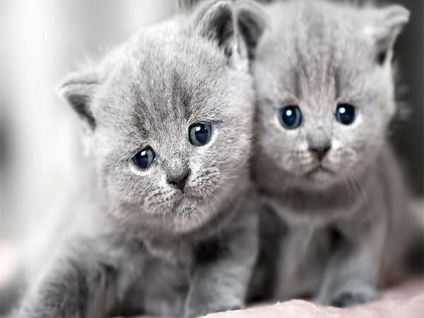 Mơ thấy mèo xám có ý nghĩa gì