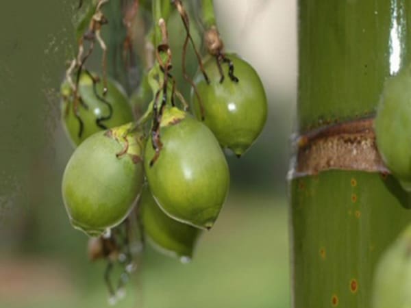Nằm mơ thấy quả cau có ý nghĩa gì