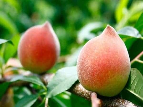 Nằm mơ thấy quả đào đánh con số nào gặp may