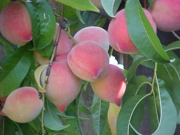 Nằm mơ thấy quả đào chín