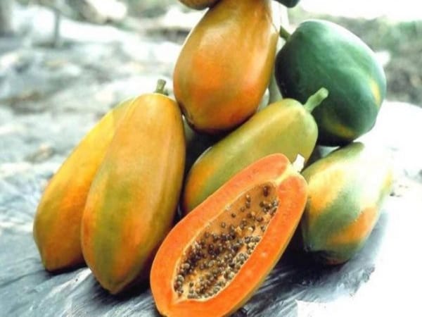 Nằm mơ thấy quả đu đủ đánh con gì gặp may