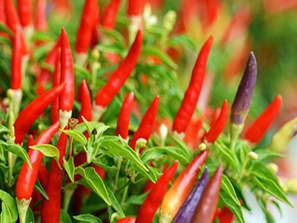 Mơ thấy quả ớt đánh con gì