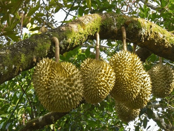 Nằm mơ thấy ăn sầu riêng