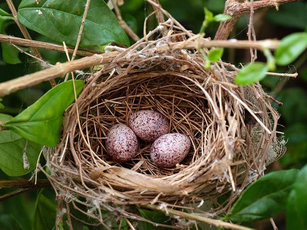 Nằm mơ thấy tổ chim đánh con số nào gặp may