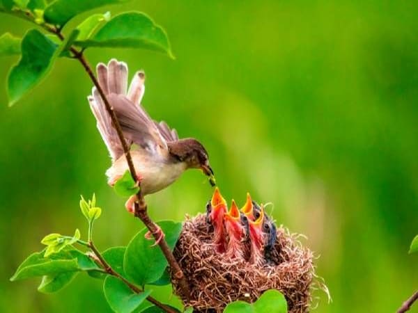 Mơ thấy tổ chim là điềm tốt hay xấu