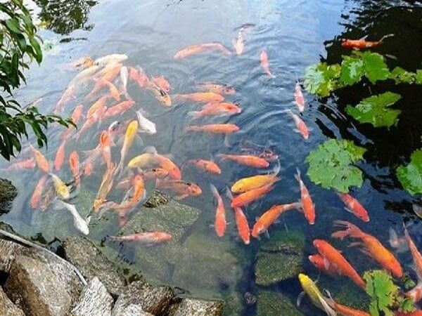 Nằm mơ thấy cá bơi trong nước