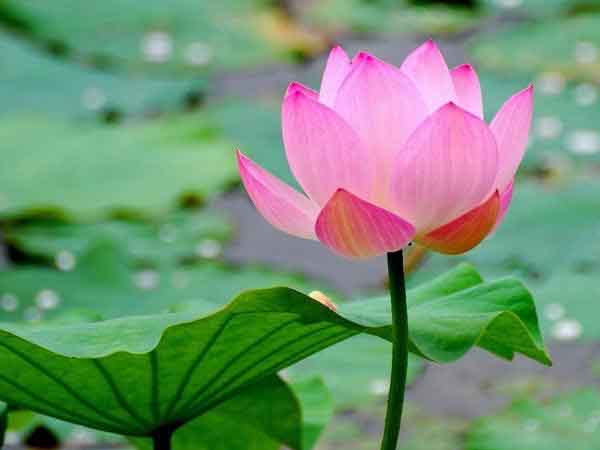 Nhìn thấy hoa sen có con số gì may mắn?