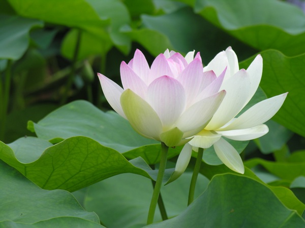 Nhìn thấy hoa sen có ý nghĩa gì?