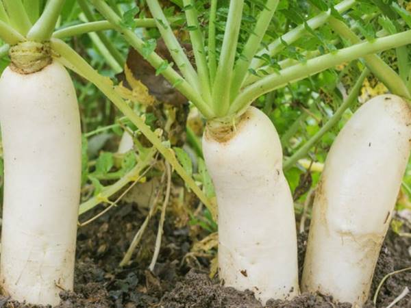 Điềm báo ý nghĩa khi thấy củ cải trắng mang đến là gì